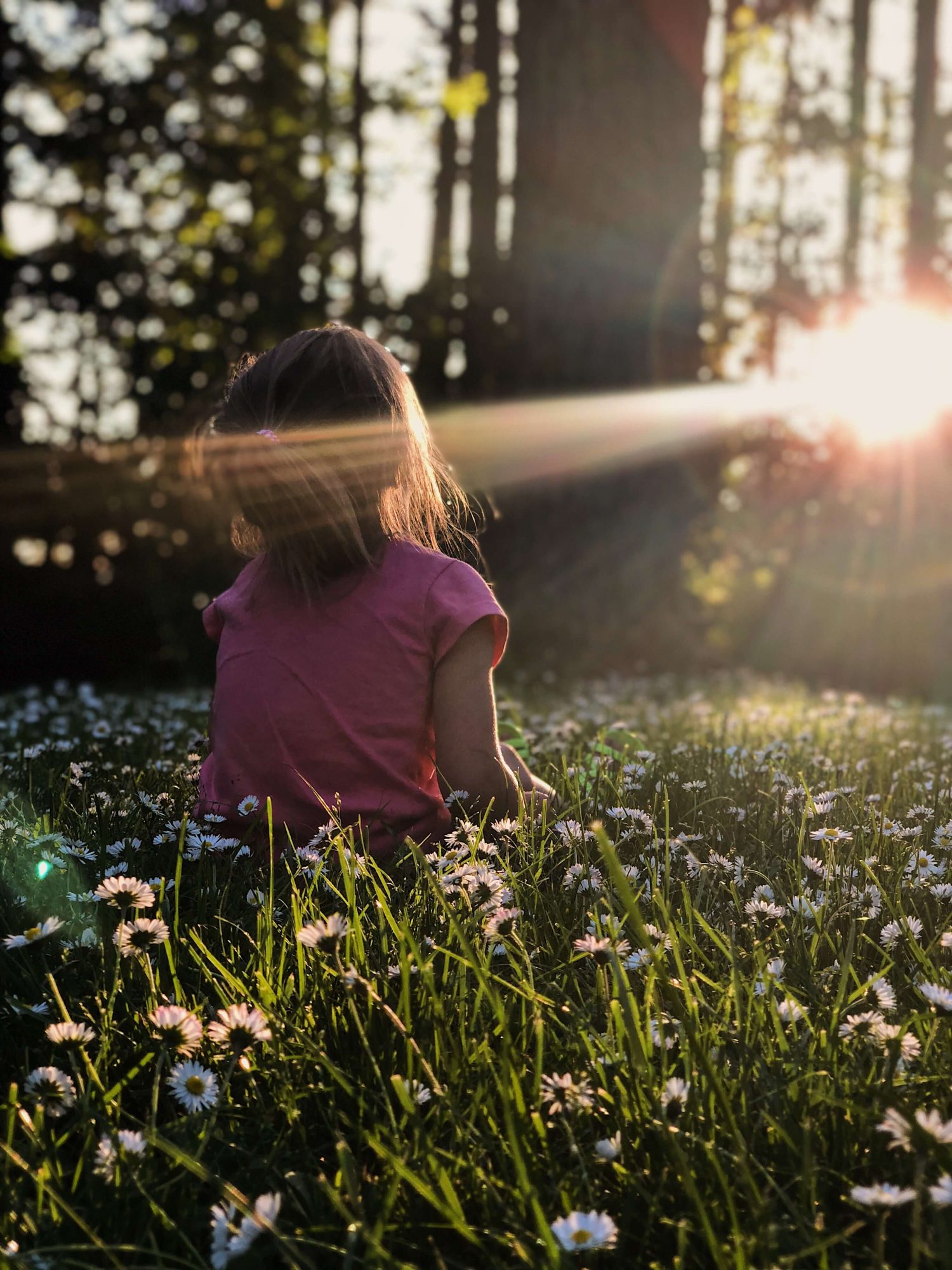 Zon bos leven wonen genieten