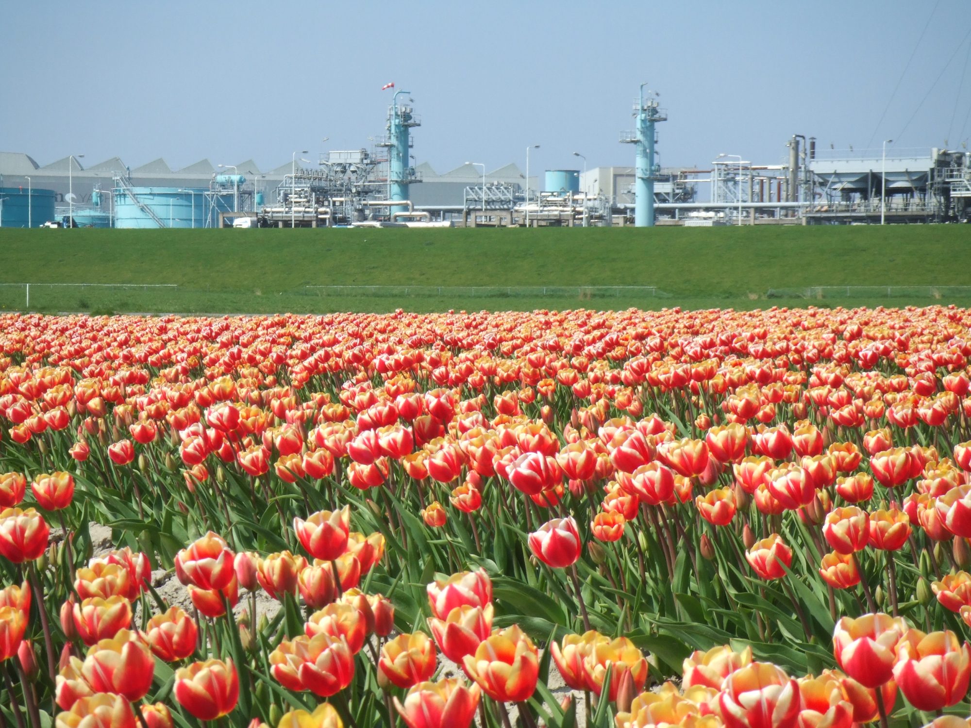 Vermillion Energy Plant met Tulpen