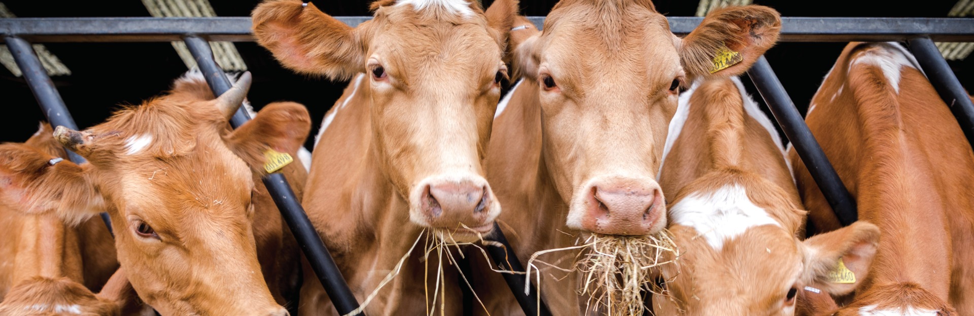 Mavasol Manure Processing Equipment 2